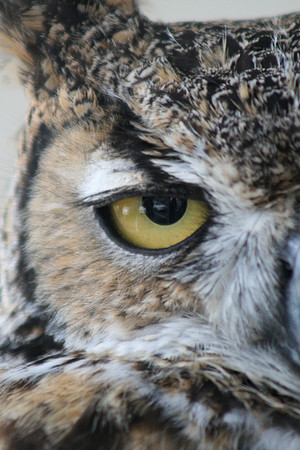 Chester the one-eyed Owl