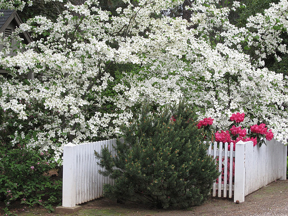 Blooming Dogwoods