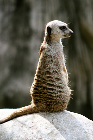 Meerkat Sentry