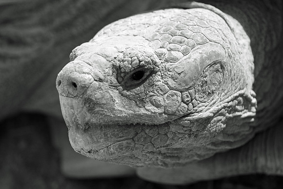 Desert Tortoise