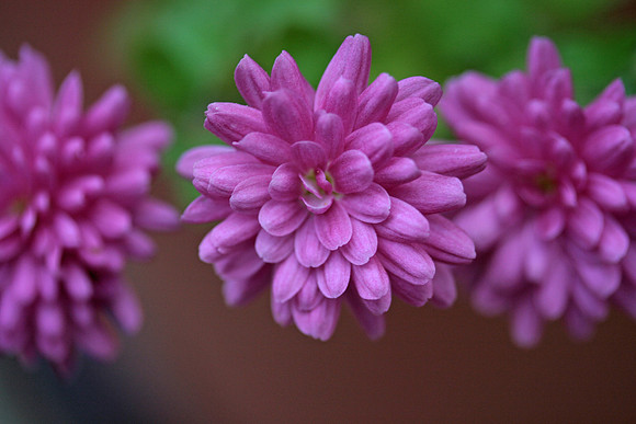 Purple Mums (3)