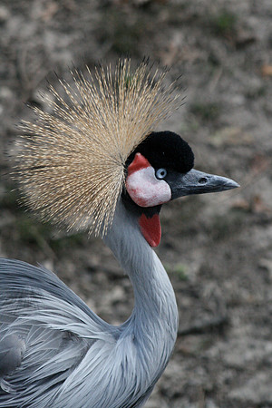Grey Crowned Crane