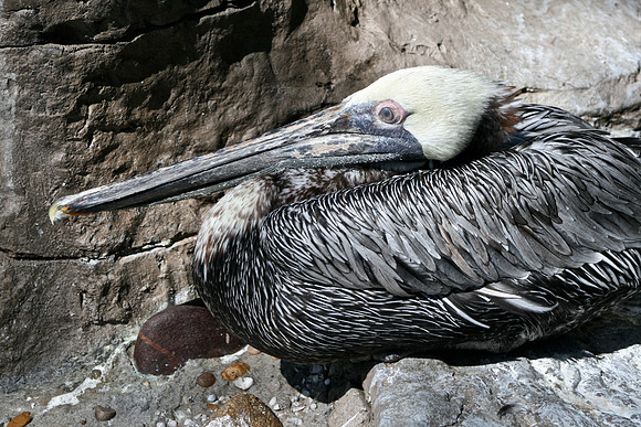 Pelican