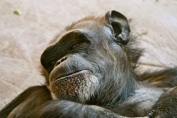 Chimpanzee