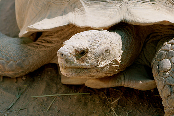 Desert Tortoise