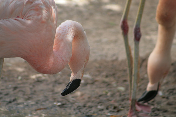 Flamingos
