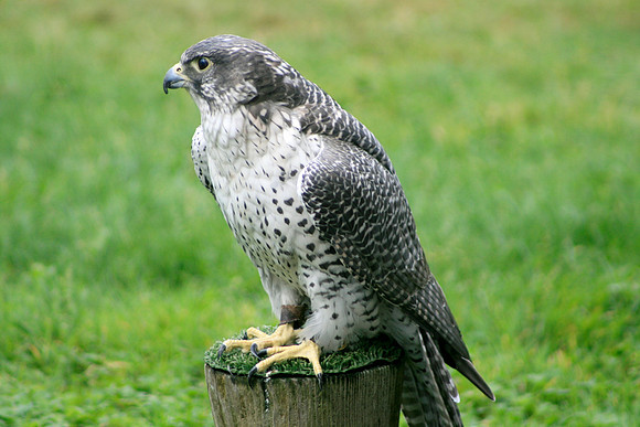 Peregrine Falcon (Seattle)