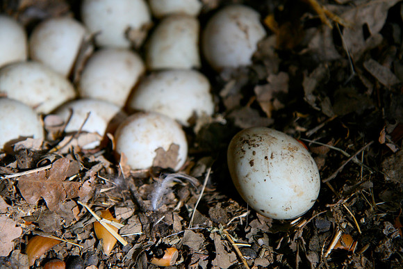 Duck Eggs