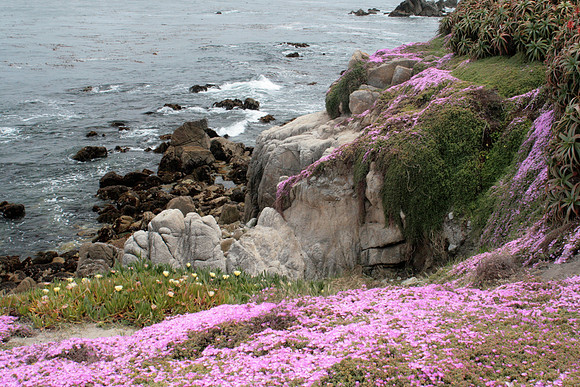Cliff with Ice Plant (Right)