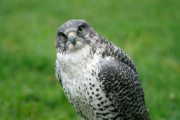 Peregrine Falcon (Seattle)