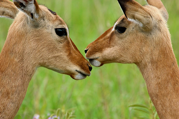 Impala kiss