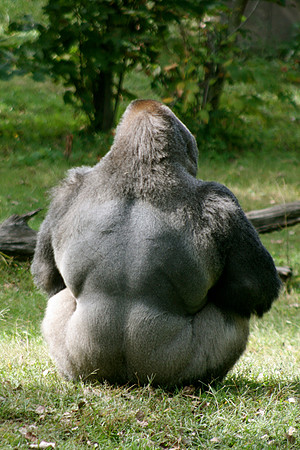 Gorilla