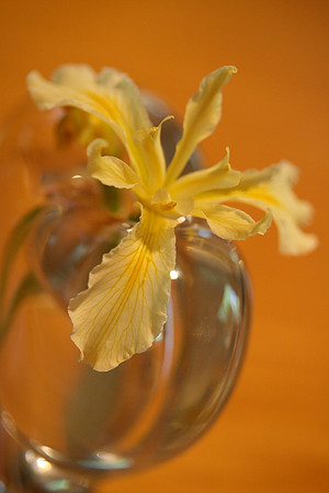 Wild Yellow Iris (in Vase)