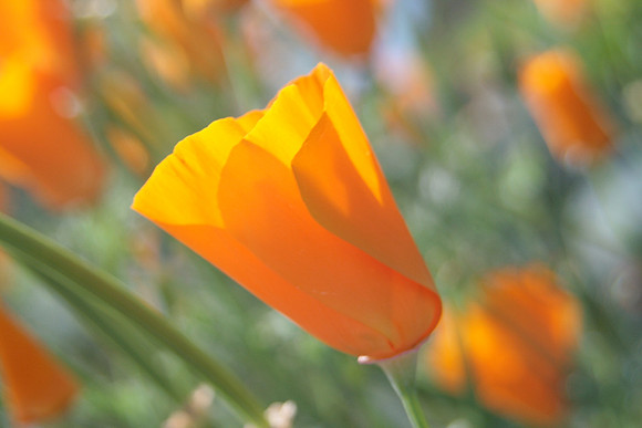 Poppies, single
