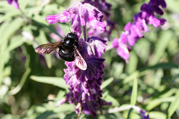 Black Bumble Bee, #1