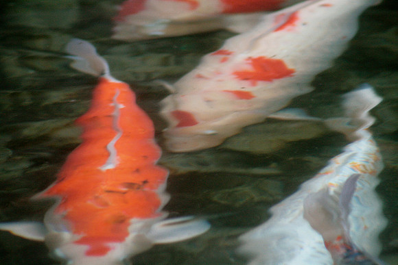 Koi Fish