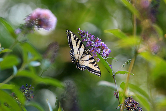 Western Tiger Swallowtail