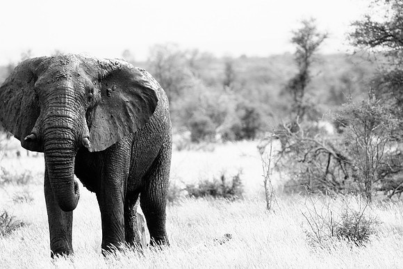 Elephant (B&W)