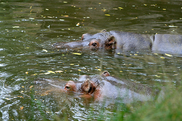 Hippos (Seattle)
