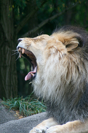 Black-maned Lion (Seattle)
