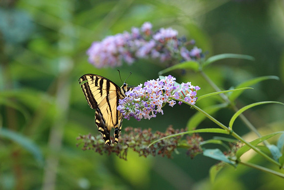 Western Tiger Swallowtail