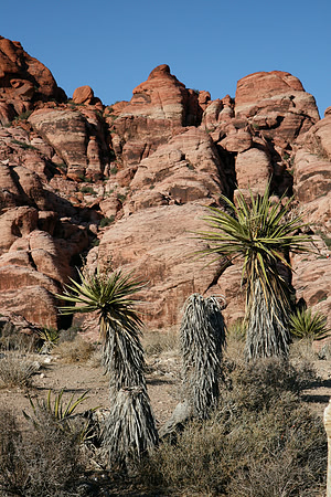 Las Vegas_7132