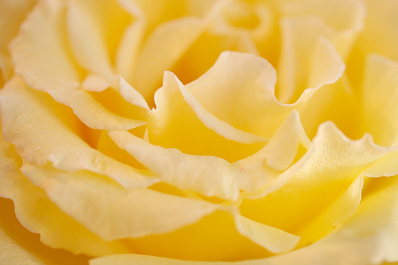 Rose, frilly, close-up, center (Yellow)