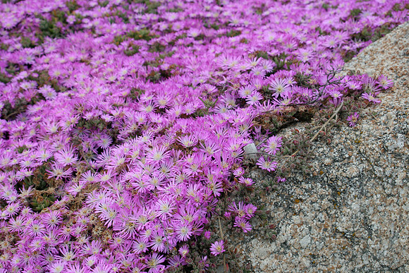 Ice Plant with rock