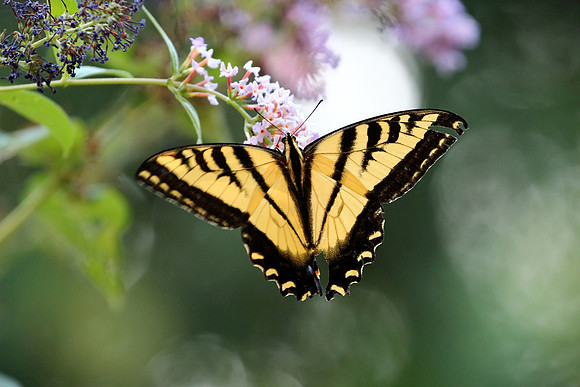 Western Tiger Swallowtail