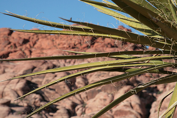 Las Vegas_7141