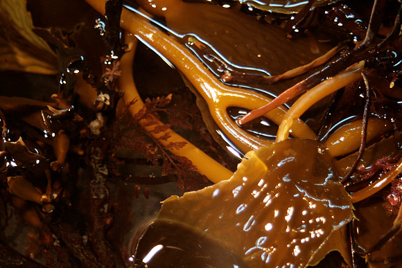 Kelp, close-up