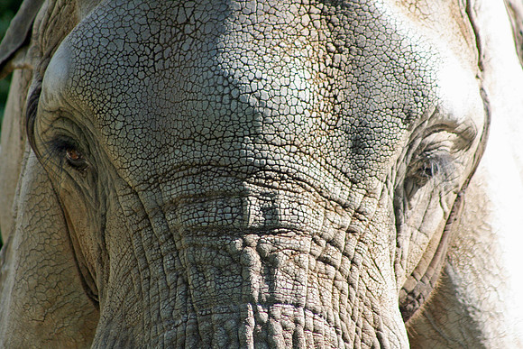 African Bull Elephant (Seattle)