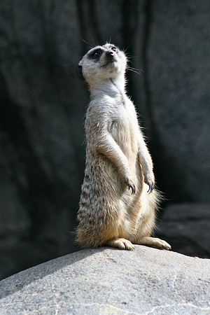 Meerkat Sentry