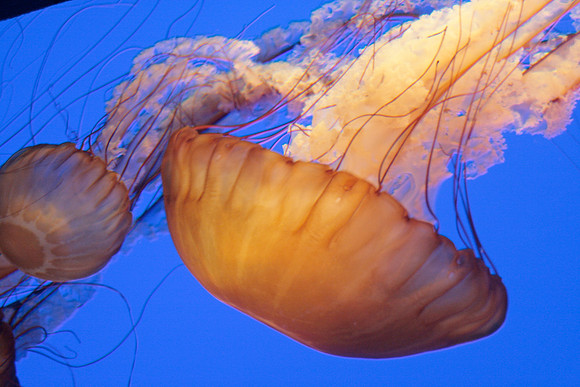 Jelly Fish, close-up (big & small)