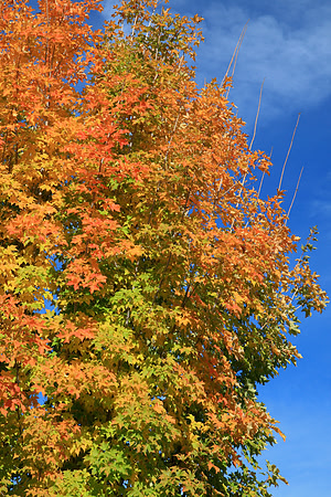 Autumn in Grass Valley_7464