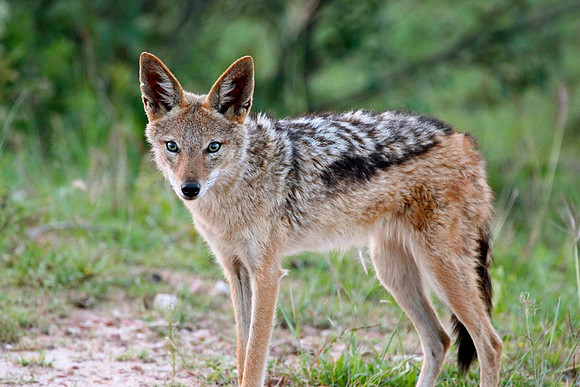 Black-backed Jackal, South Africa