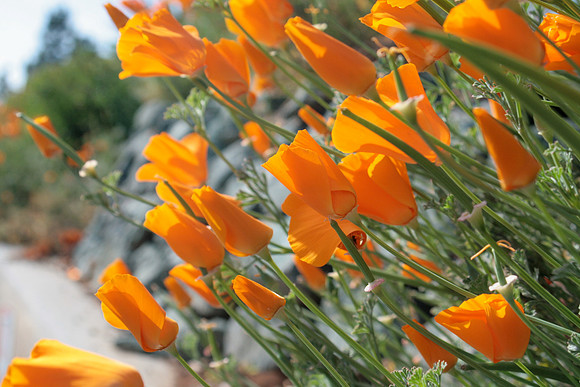 Poppies (pointing left)