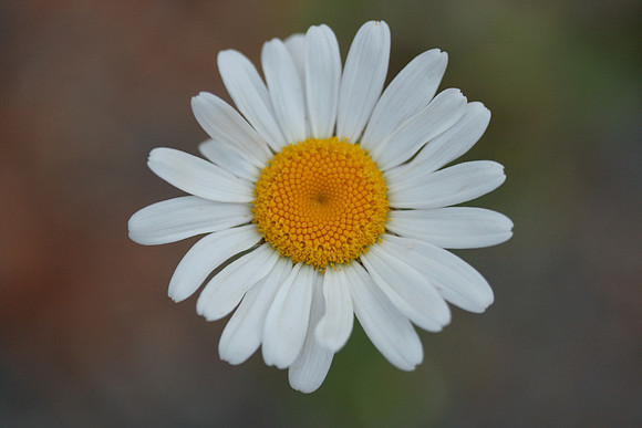 Shasta Daisy