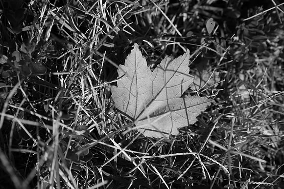 Autumn in Grass Valley_7493