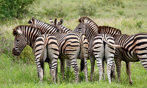 South Africa