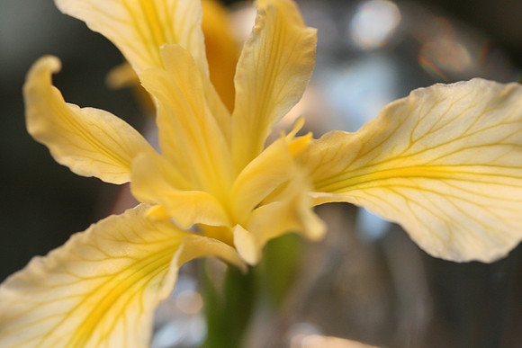 Wild Yellow Iris (close-up)
