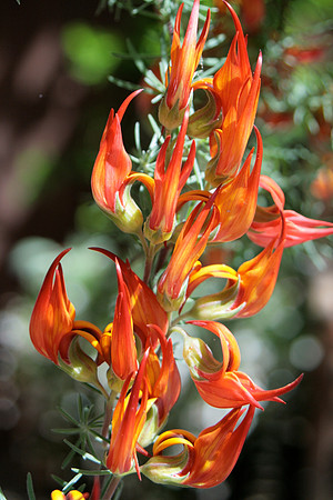 Lobster Claw flowers, close-up, cluster