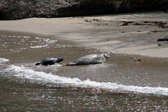 Harbor Seals, Mom & Pup on beach