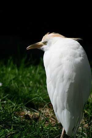 Cattle Egret