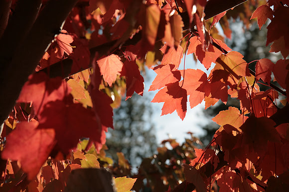 Autumn in Grass Valley_7519