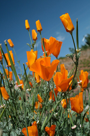 Poppies (pointing up, angled hill)