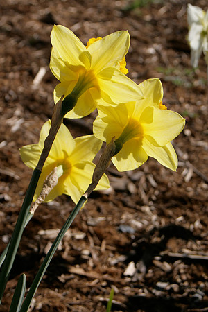 Daffodils, 3 rear