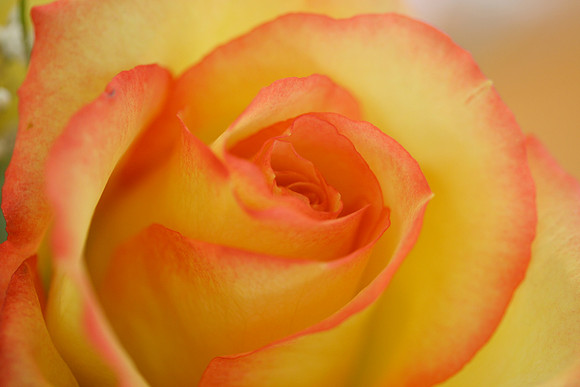 Rose (Yellow with Red edges) (H)