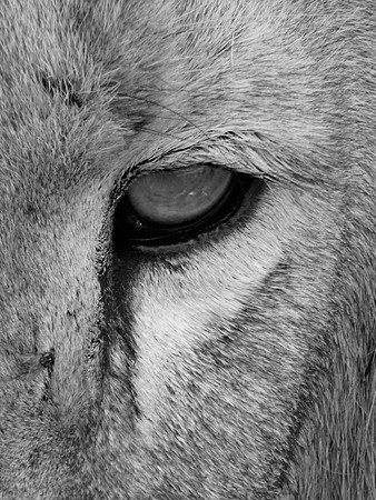 Lion Eye (B&W)