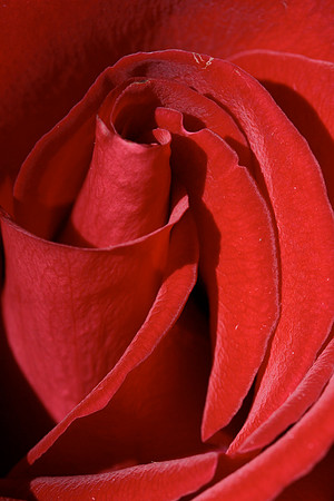 Rose, tubular center (Red)